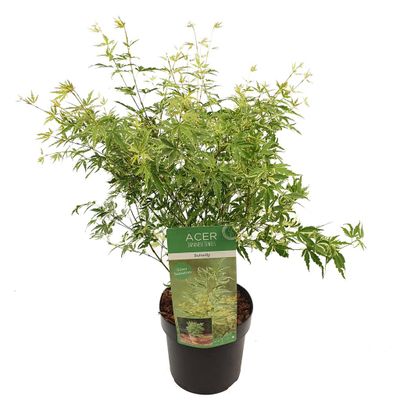 Erable papillon p19 h50