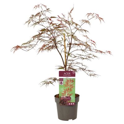 Erable à feuilles de palmier grenat p19 h50