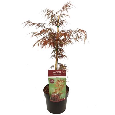 Japanse esdoorn garnet p19 h50