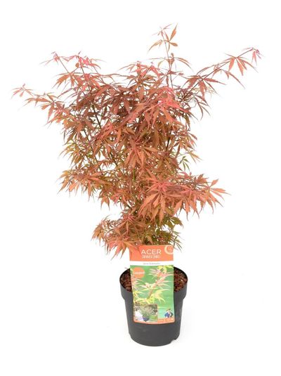 Érable du japon schwartz p19 h50