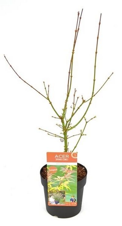 Japanse esdoorn 'jerre schwartz' p19 h50