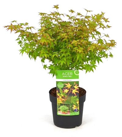 Japanse esdoorn little princ p19 h40