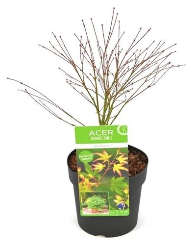 Japanse esdoorn little princ p19 h40