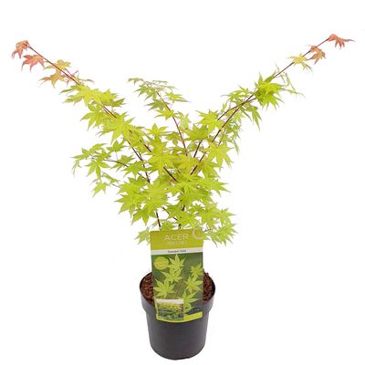 Érable palmé été doré p19 h55