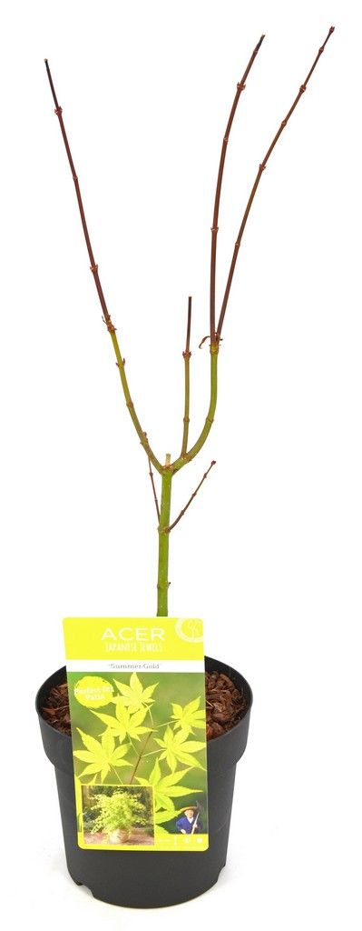 Érable palmé été doré p19 h55