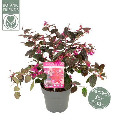 Loropetalum fire dance