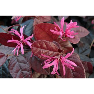 Loropetalum fire dance