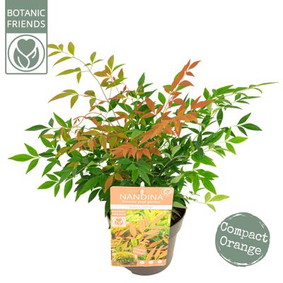 Nandina domestica 'Sunrise' (Bambou sacré, nandine)