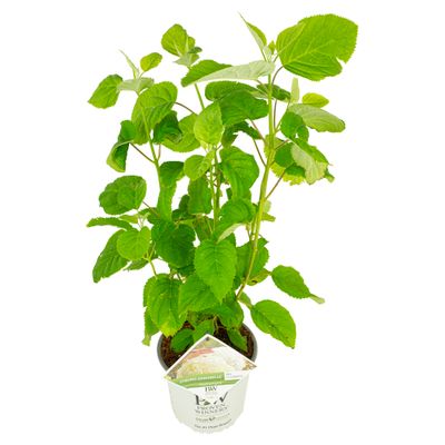Hortensia strong annabelle p19 h45 sterke takken, die rechtop blijven