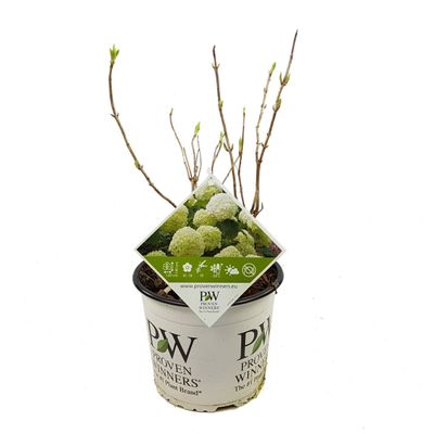 Hortensia strong annabelle p19 h45 sterke takken, die rechtop blijven