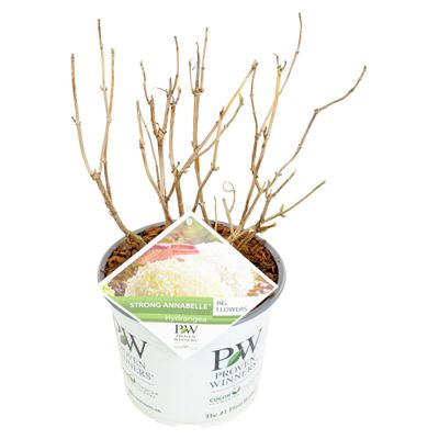 Hortensia strong annabelle p19 h45 sterke takken, die rechtop blijven
