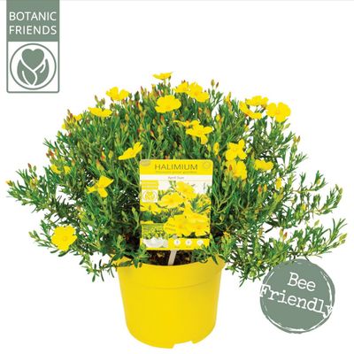 Halimium april sun p17 h30