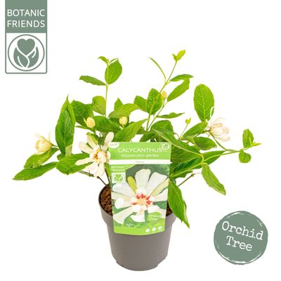 Sinocalycanthus chinensis Venus