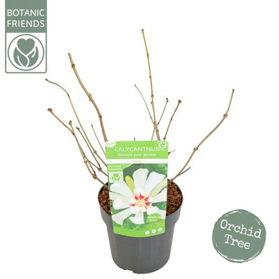 Sinocalycanthus chinensis Venus