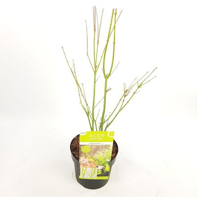 Japanse esdoorn going green p19