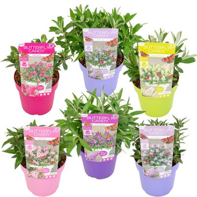 Buddleja of vlinderstruik little lila p19 40