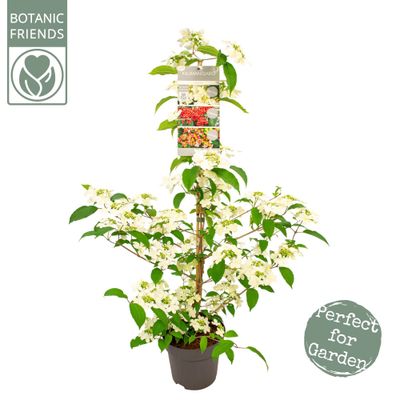 Viburnum plicatum Kilimandjaro Sunrise 