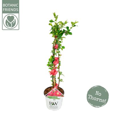 Chaenomeles speciosa Pink Storm 