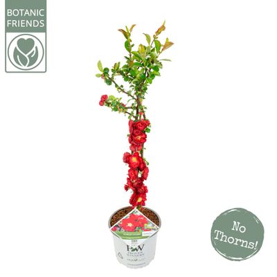 Chaenomeles speciosa Scarlet Storm ( Japanse Dwergkwee ) 