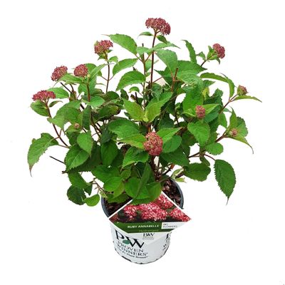 Hortensia "ruby annabelle"