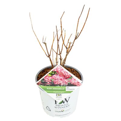 Hortensia "ruby annabelle"