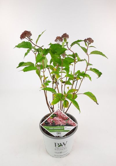 Hortensia "ruby annabelle"