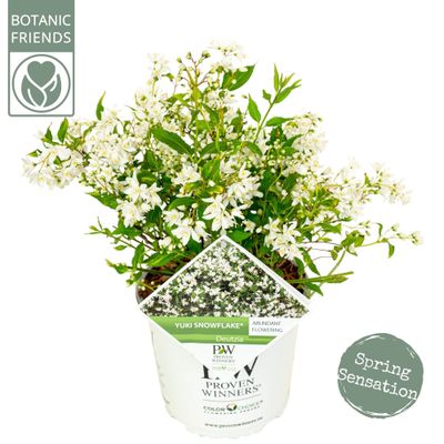 Deutzia x rosea Yuki Snowflake ( Bruidsbloem )