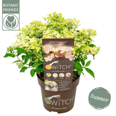 Pluimhortensia switch ophelia p19 h45