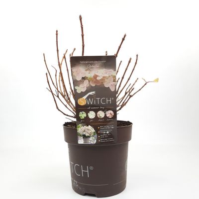 Pluimhortensia switch ophelia p19 h45