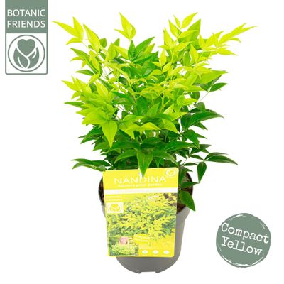 Nandina domestica 'Magical Lemon and Lime' (Hemelbamboe of schijnbamboe)
