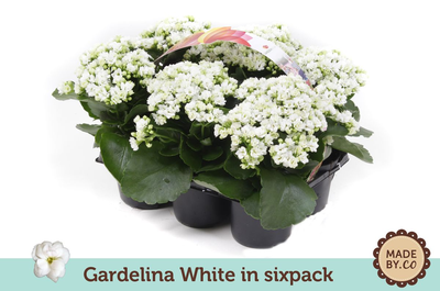 Kalanchoé de jardin 6pack p9