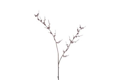Kunstknop prunus
