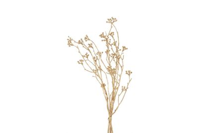 Ensemble viburnum bodnantense plastique 7x20x56cm doré