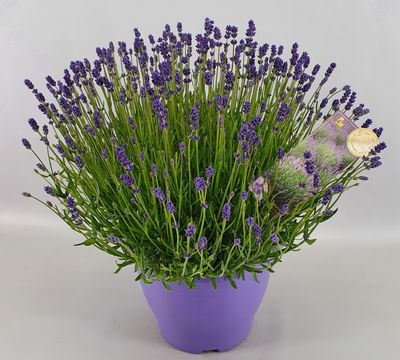Lavande essence purple 