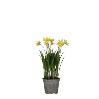 Narcis in gele plastic pot - h26xd8,5cm