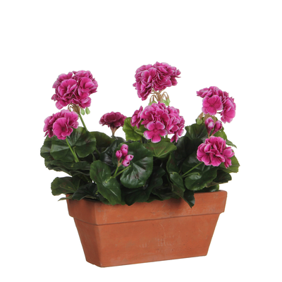 Geranium violet en jardiniere terra - l29xb13xh40cm