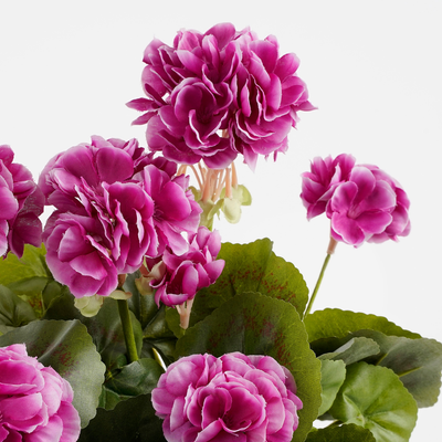 Geranium violet en jardiniere terra - l29xb13xh40cm