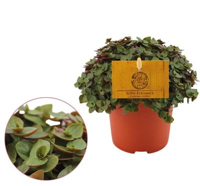 Callisia repens 'Turtle'