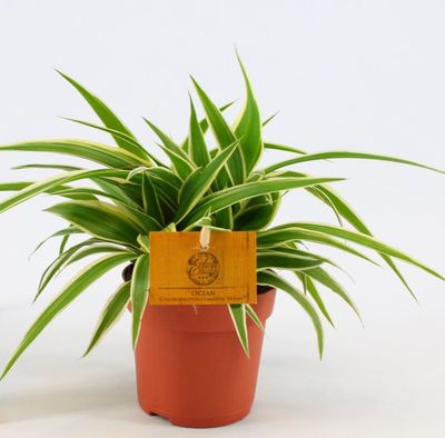 Chlorophytum Comosum Ocean
