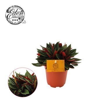 Peperomia rouge p10,5 h25
