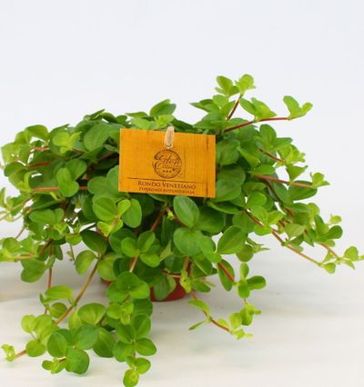 Peperomia rotundifolia