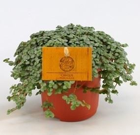 Pilea Glauca