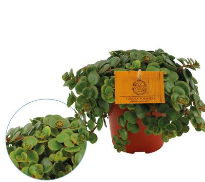 Sedum Tornado