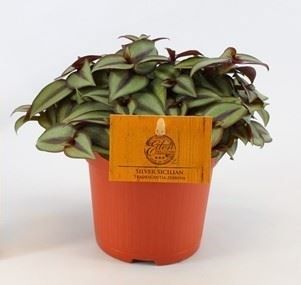 Tradescantia zebrina Compacta