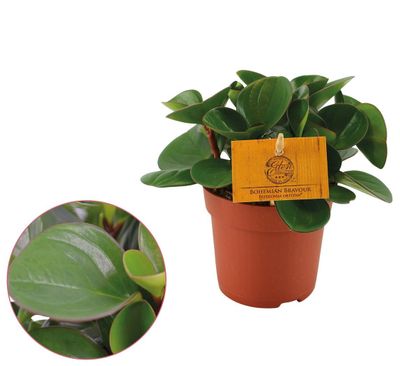 Peperomia 'Obtipan'