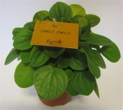 Peperomia Albovittata