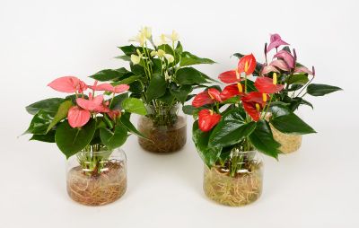 Anthurium aqua roots en verre décoratif