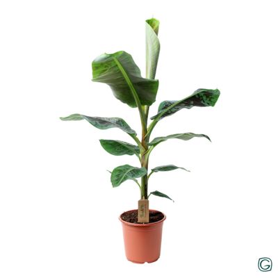 Bananier 'Dwarf Cavendish'