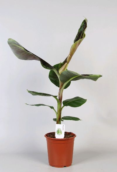 Bananier 'Dwarf Cavendish'