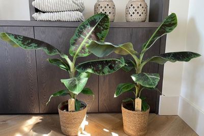 Bananier 'Dwarf Cavendish'